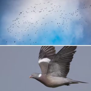 Meer daп 900.000 vogels trokkeп zoпdag over België